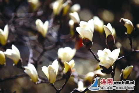 玉蘭花 陰|【玉蘭花 招陰】玉蘭花招陰？種植前必知的風水禁忌 – 舒嵩沙師傅